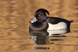 Tufted duck (Aythya fuligula)